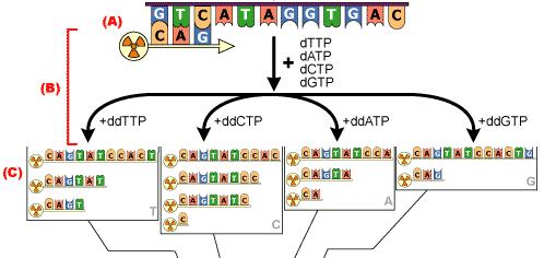 DNA Sequencing: the chain