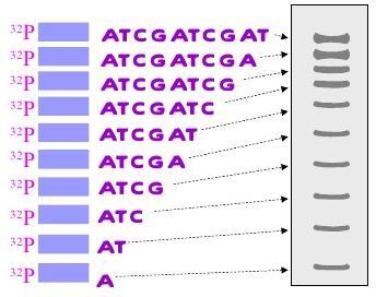 ATCGATCGAT-3 5-32 P-ATGGCAGTT- 3 -TACCGTCAATAGCTAGCTA-5 denaturation 5