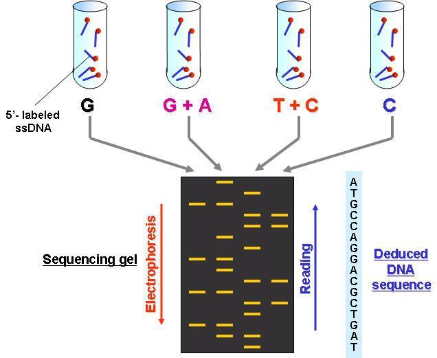 DNA Sequencing: chemical