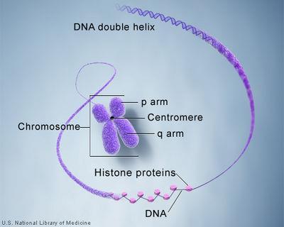 basi di DNA 26000