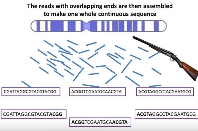 Shotgun for genome sequencing