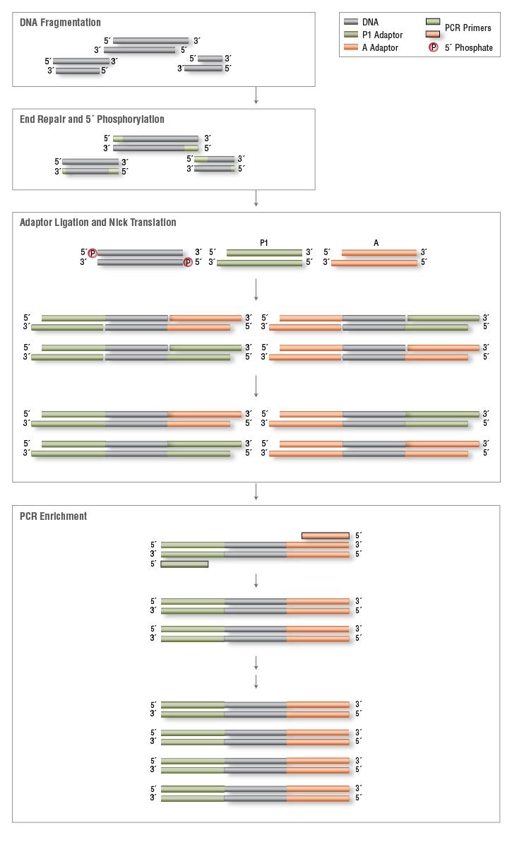 Frammentazione del DNA e in vitro legame degli «adattatori» In generale, gli step di base nella preparazione di RNA o DNA per analisi NGS sono: (i) frammentazione e/o riduzione delle sequenze