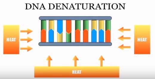 DNA