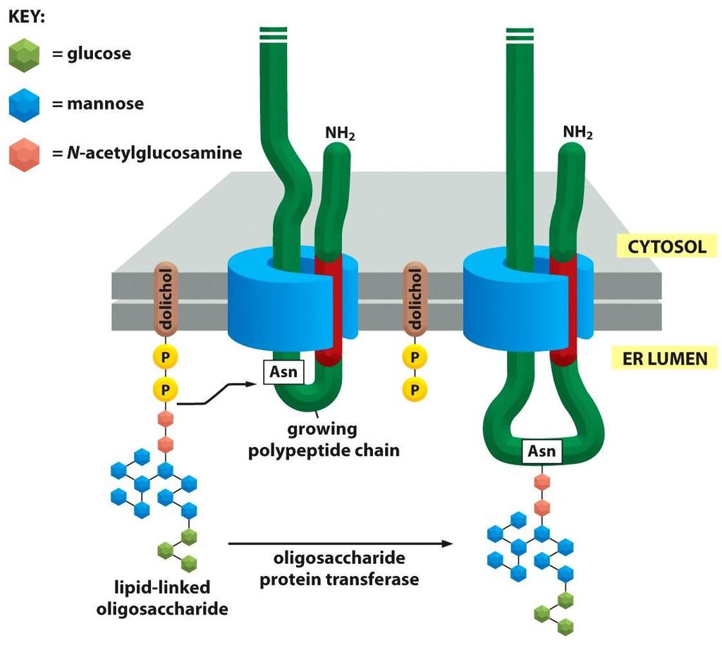 dolicolo oligosaccaride trasferasi modificazione che