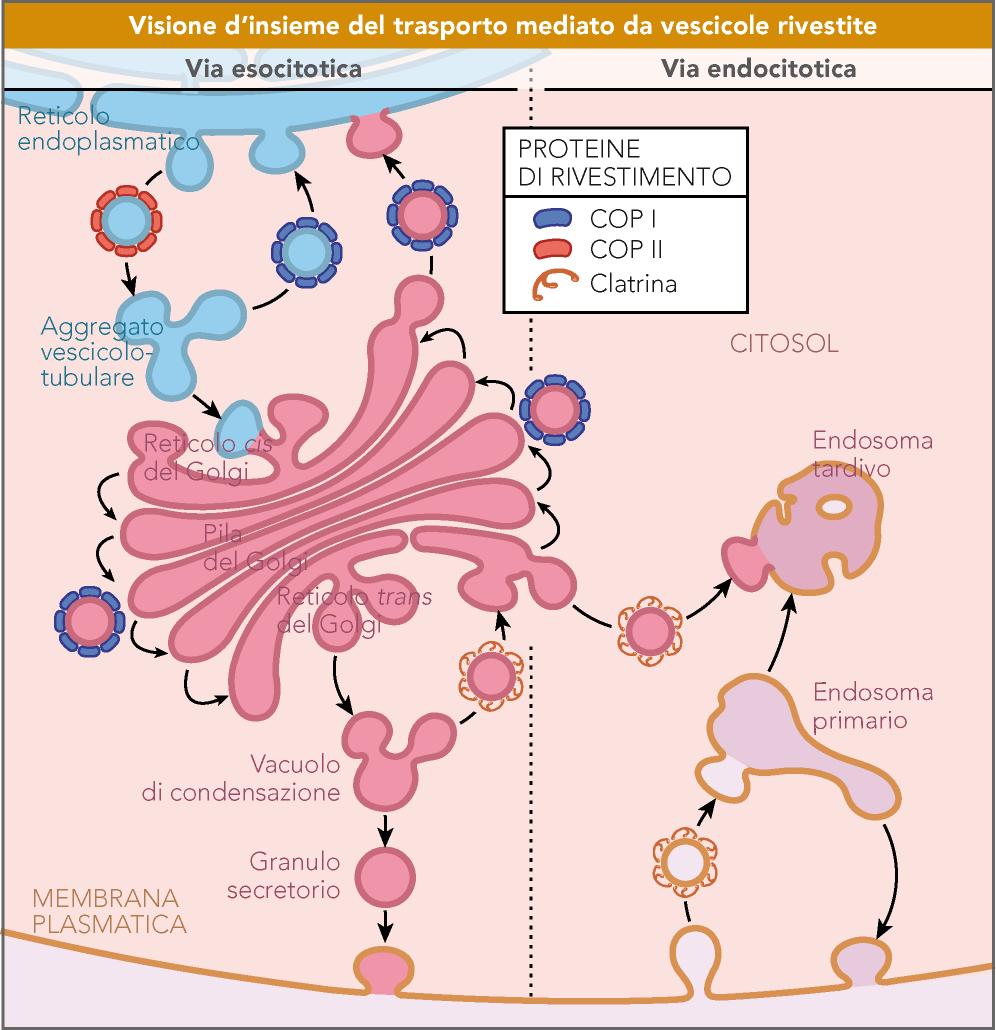 formazione delle vescicole proteine di rivestimento proteico clatrina: membrana plasmatica endosomi golgi