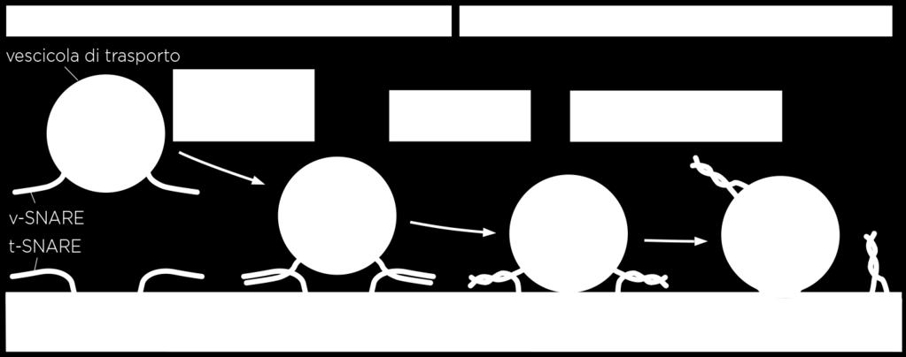 SNARE: proteine transmembrana che catalizzano la fusione