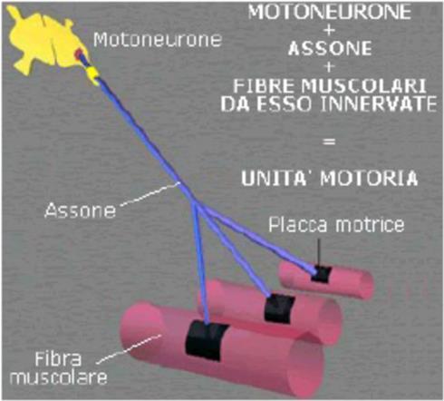 Il meccanismo della trasmissione neuromuscolare è uguale a quello che si verifica nelle sinapsi eccitatorie tra cellule nervose.