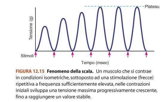 Frequenza di stimolazione Le contrazioni muscolari isometriche sono di fatto eventi riproducibili, tutto o nulla, solo se il muscolo viene stimolato ad una frequenza abbastanza bassa da assicurare