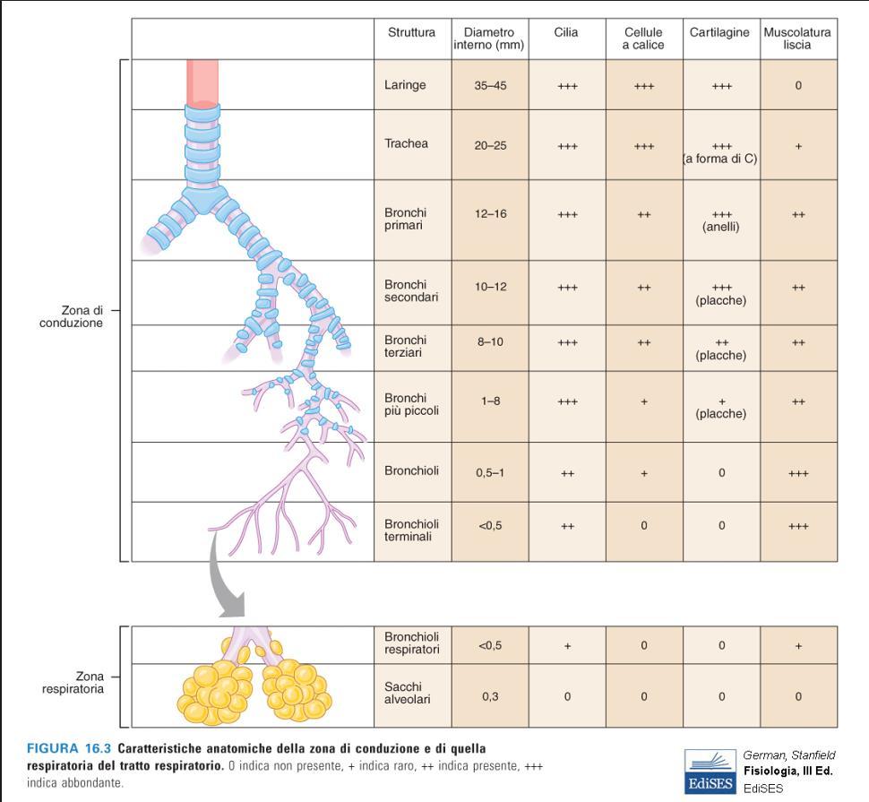 Zona di conduzione trachea, un condotto di circa 2,5 cm di diametro e 10 cm di lunghezza che decorre parallelamente e anteriormente all esofago.