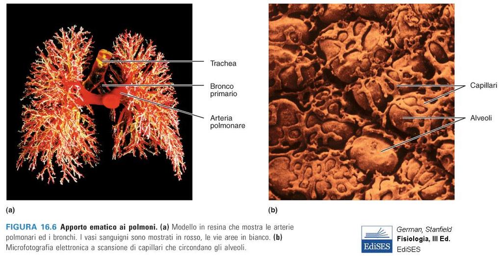 Oltre alla sottigliezza della membrana respiratoria, anche