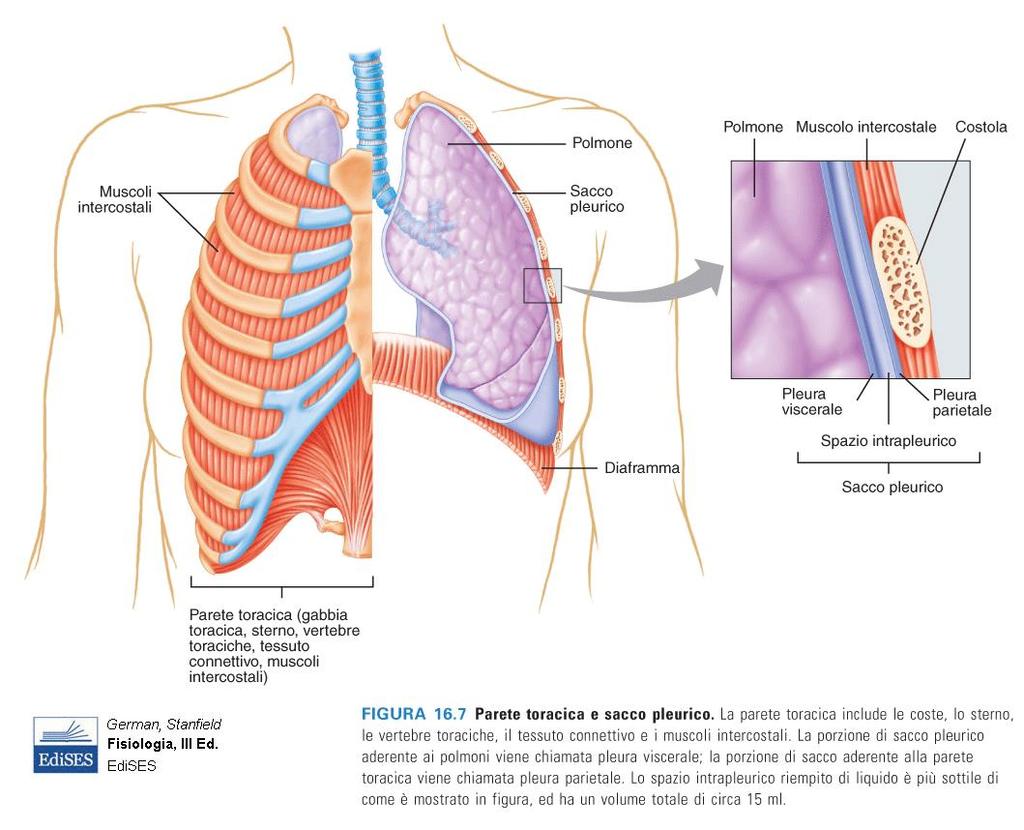 I polmoni si trovano nella cavità toracica.