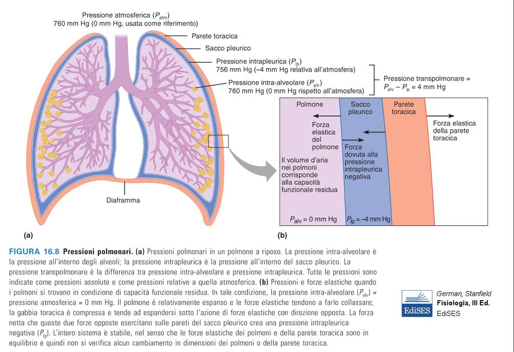 La pressione intrapleurica varia con le fasi della ventilazione Ricordiamo che lo spazio intrapleurico contiene liquido intrapleurico e non aria.