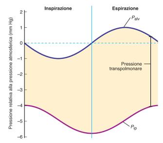 Pressione transpolmonare corrisponde alla differenza tra la pressione alveolare e quella intrapleurica (P alv P ip ) L espandersi della parete toracica attrae verso l esterno il liquido