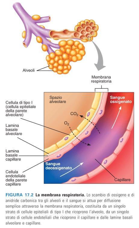 La membrana respiratoria è composta da tre strati: le cellule epiteliali di tipo I nella parete alveolare le cellule endoteliali nella parete dei capillari e, tra di loro, le rispettive membrane