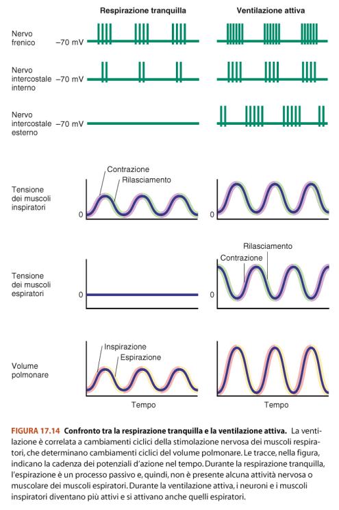 Quindi, durante la respirazione attiva: inspirazione: contrazione dei muscoli inspiratori e rilassamento dei muscoli espiratori espirazione: rilassamento dei muscoli inspiratori e contrazione dei