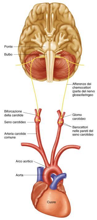 I chemocettori controllano le pressioni parziali di ossigeno e di anidride carbonica nel sangue arterioso ed inviano tale informazione ai centri respiratori in modo tale che essi possano aggiustare