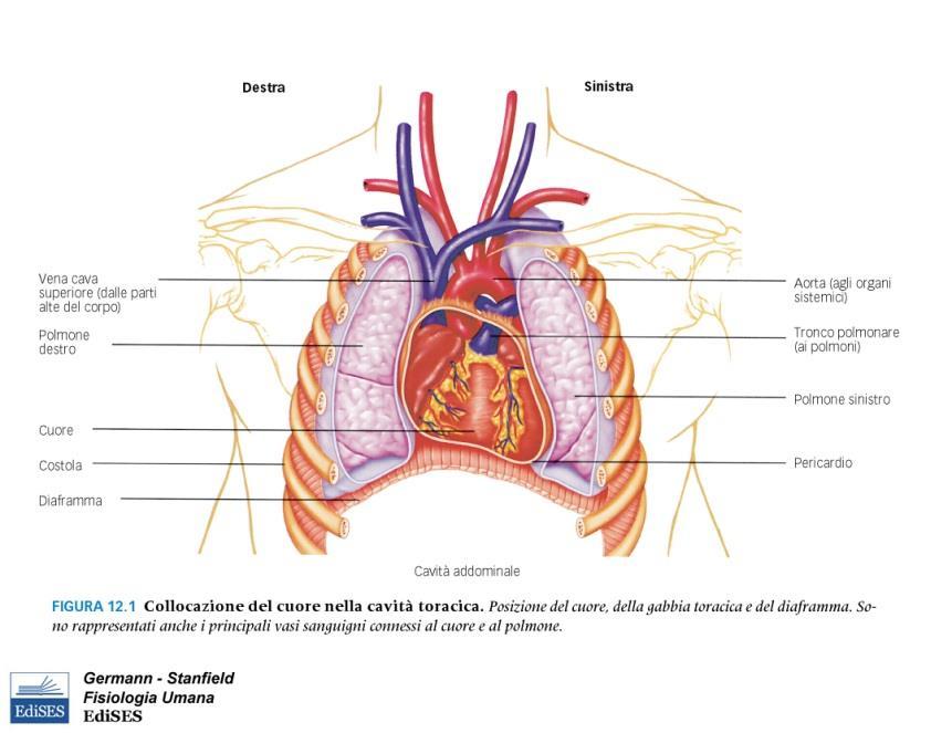 Gli atri ricevono il sangue dai vasi venosi e lo trasferiscono ai ventricoli che lo spingono verso i vasi arteriosi (aorta, tronco