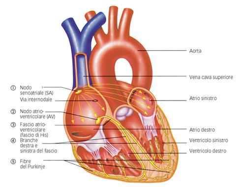 Cellule cardiache con attività pacemaker (generano depolarizzazioni spontanee): ATTIVITA MIOGENICA nodo senoatriale nodo atrioventricolare Le contrazioni del muscolo cardiaco sono, in condizioni