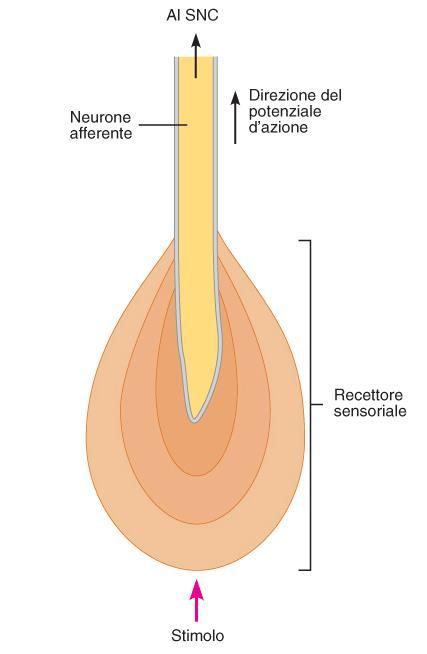 ESEMPIO DI GENERAZIONE DI POTENZIALE GRADUATO IN SEGUITO A STIMOLAZIONE SENSORIALE: Per esempio, basta deformare meccanicamente la membrana (fenomeno comune nei sensori della cute) e si aprono dei