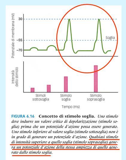 POTENZIALI GRADUATI - I potenziali graduati generano un potenziale d azione se depolarizzano