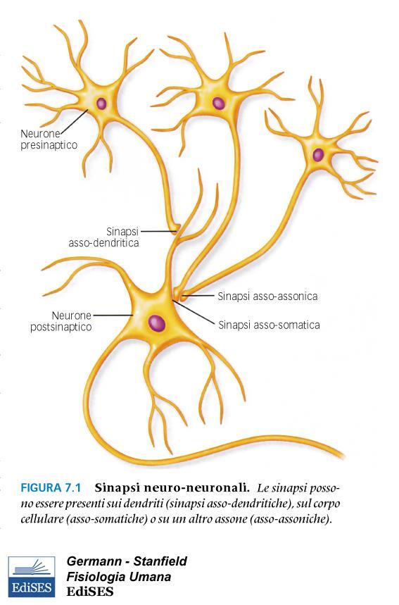 Nel SNC le sinapsi avvengono tra due neuroni.