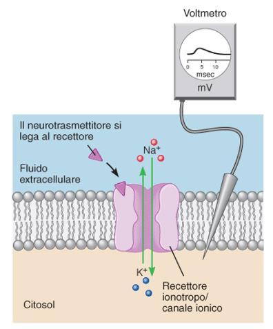 Sinapsi eccitatoria Sinapsi inibitoria Il neurotrasmettitore interagisce con