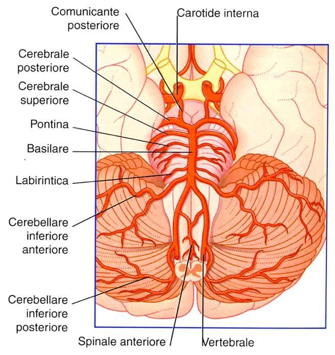 Immagine tratta da: Neuroanatomia, Fitzgerald, Folan-Curran,