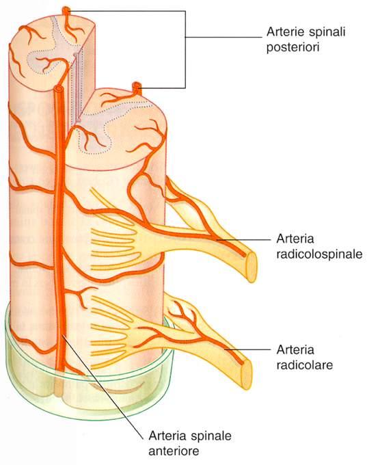 Immagine tratta da: Neuroanatomia, Fitzgerald,