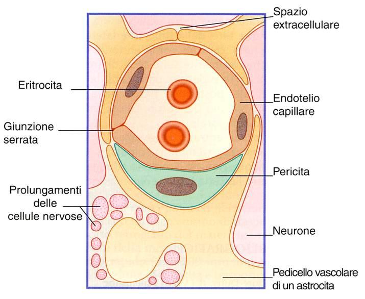 Barriera ematoencefalica Immagine tratta da: Neuroanatomia,