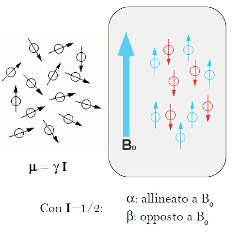 Spettroscopia NMR: Gli stati quantici di momento angolare di spin (I) inseriti in un campo magneti omogeneo perdono la