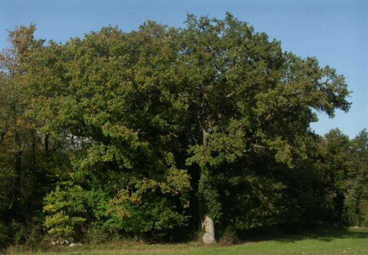 91AA* Boschi di Quercus pubescens Interventi ammessi Conversione a ceduo composto Riordino bioecologico e strutturale Diversificazione compositiva e riequilibrio strutturale Prescrizioni Procedere