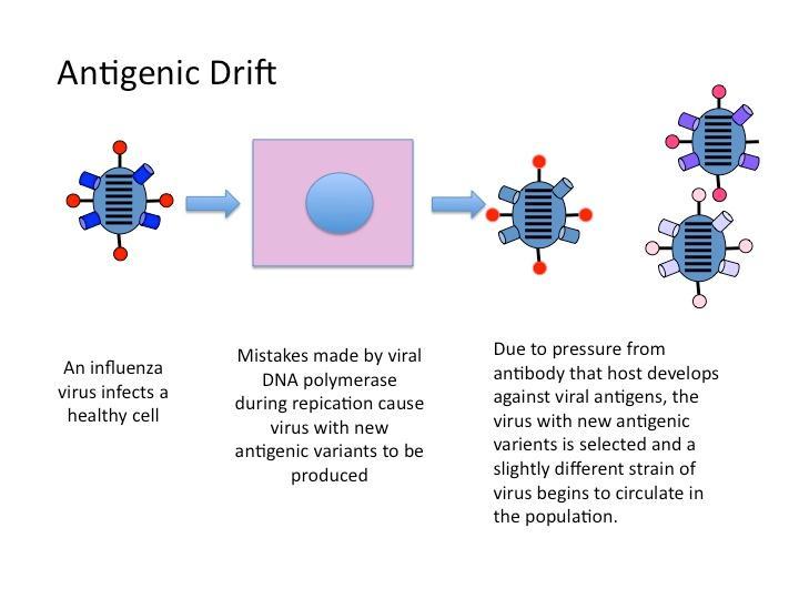 antigenic drift (deriva antigenica): accumulo graduale di mutazioni minori, come le sostituzioni nucleotidiche, nel genoma virale che determinano un potenziale codificante lievemente alterato e di