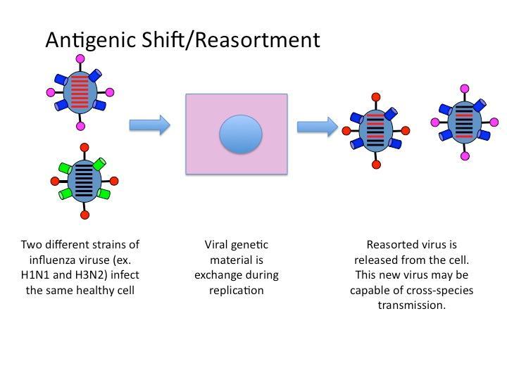 Questo processo avviene continuamente in tutti i virus, ma con frequenza molto diversa; ad esempio, è molto più frequente nei virus a RNA che nei virus a DNA.