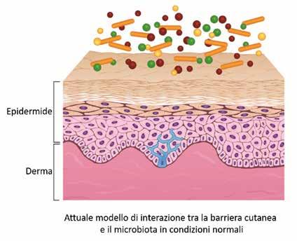 in primo piano 9 La flora batterica della pelle è stata ultimamente ben determinata attraverso l uso delle tecniche genomiche e oggi conosciamo molto di più che in passato sulla tipologia dei batteri