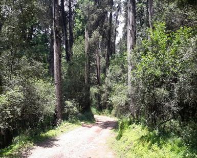 colazione partenza per Wolisso, durante il trasferimento visita alla foresta nazionale di