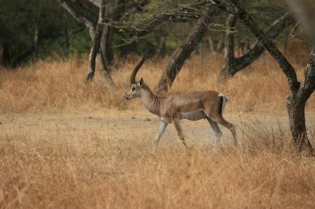 nazionale dei laghi Abiata e Shala e visita alla riserva naturale di Senkele.