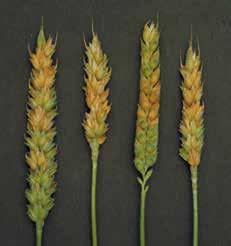 Erysiphe graminis Oidio Sintomi: classiche macchie bianche sulle foglie, le guaine e le spighe. I primi sintomi si verificano alla base delle piante.