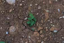 Cirsium arvense L. Stoppione, scardaccione Ciclo vegetativo: pianta perenne; radici molto profonde, con stoloni rizomatosi sotterranei. Germinazione in autunno - inverno.