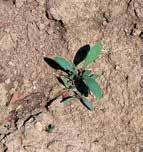 Polygonum aviculare L. Correggiola Ciclo vegetativo: pianta annua estiva, spesso prostrata e che ricopre il terreno. Fiori autogami.