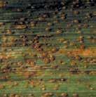 Puccinia recondita Ruggine bruna Sintomi: pustole polverulente di colore bruno-ocra disposte senza ordine apparente sulla superficie fogliare. A fine ciclo si trasformano in pustole di colore scuro.