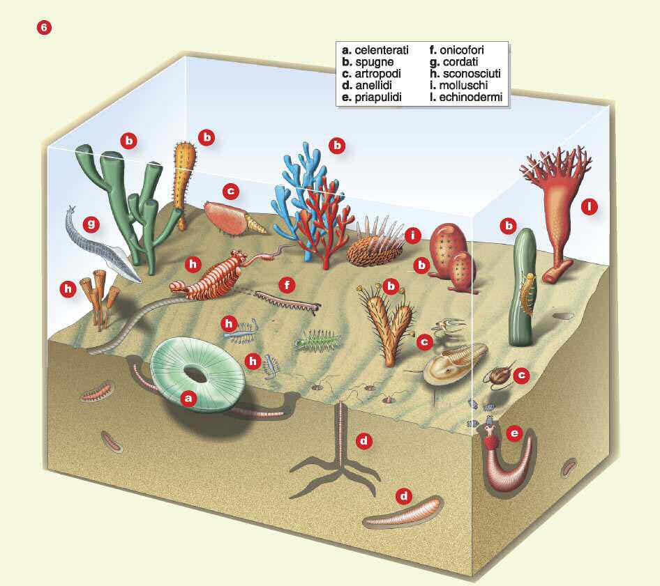 Il Paleozoico ( vita antica ): da 542 a 251 m.a.f.