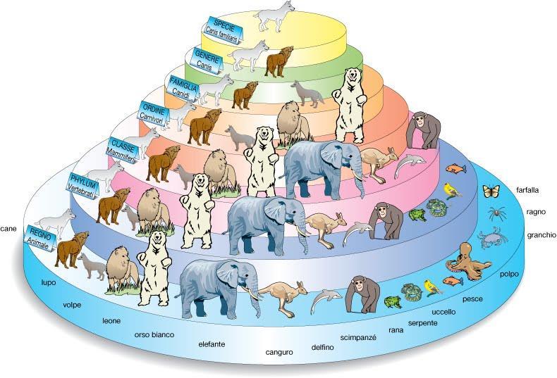 LA CLASSIFICAZIONE SCIENTIFICA I generi sono raggruppati in taxa via via più