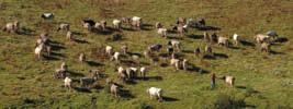 Il formaggio Branzi Branzi Cheese Branzi is one of the most ancient and typical cheeses of the Orobie Alps, and takes its name from