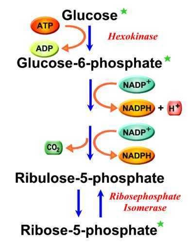 DEFICIT DI GLUCOSIO-6-FOSFATO-DEIDROGENASI mutazioni enzima labile (T½13 gg. nella variante A-) difese antiossidanti del GR (x insuff.