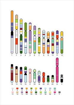 La genomica comparativa si basa sulla tecnologia del sequenziamento del DNA.