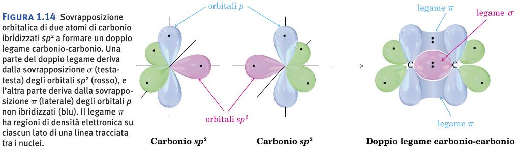 Legame chimico: ibridizzazione Sovrapposizione orbitalica di due atomi di carbonio ibridizzati sp 2 a formare un doppio legame carbonio-carbonio.