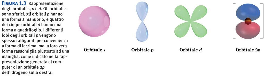 Proprietà atomiche Rappresentazione degli orbitali s, p e d. Gli orbitali s sono sferici, gli orbitali p hanno una forma a manubrio, e quattro dei cinque orbitali d hanno una forma a quadrifoglio.