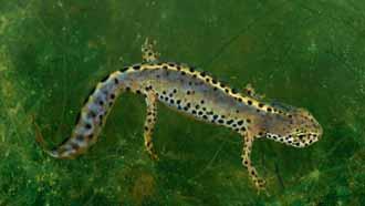 85 A differenza della salamandra pezzata, il Tritone alpestre, Ichthyosaura alpestris, passa gran parte della bella stagione in acqua, dove si riproduce e caccia attivamente piccoli invertebrati.