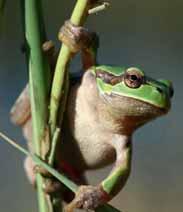 Il Rospo comune, Bufo bufo, è di corporatura massiccia con capo tondeggiante ed occhi color rame con pupilla orizzontale.