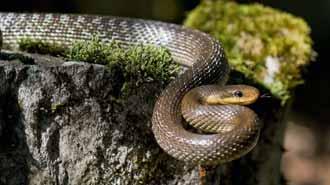 Il Sae one o Colubro d Esculapio, Zamenis longissimus,è un serpente più riservato, di colore bruno o olivastro, frequentatore del bosco e di zone ombrose, ricche di vegetazione.